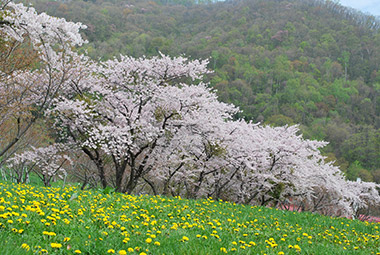 Eboshi rock park