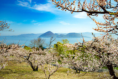 壮瞥公園梅林