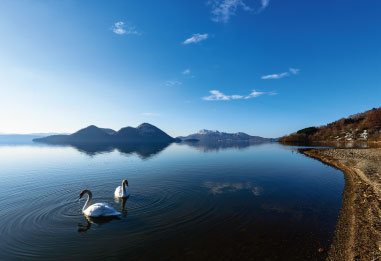 Lake Toya and swans